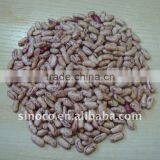 Mottled Dried Bean