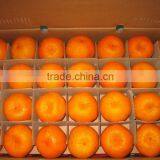Mandarin Orange Colored Fruits
