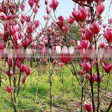 High Purity Lily Magnolia Seeds Mulan Tree Seeds For Growing thumbnail-4
