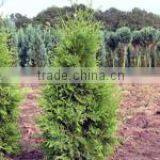 Thuja Brabant Occidentalis All Sizes