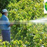 Cold Pressed Neem Oil thumbnail-4