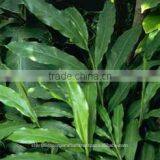 Cardamom Oil thumbnail-1