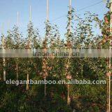 Bamboo Stake Poles for Flower Stick, Plant Support thumbnail-1