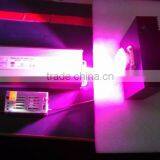Led Chip Grow Light Kit Diy,100w 7 Band Led Chip for Growing,led Chip 100w thumbnail-3