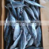 Land Frozen Horse Mackerel Frozen 20 25 cm + thumbnail-2