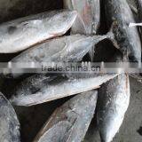 Bonito Tuna Powder thumbnail-1