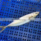 New Landing Frozen HGT Frozen Fresh Fish Pacific Mackerel for Can Company thumbnail-5
