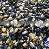 Seafood Frozen Boiled Mussel Meat With Halfshell thumbnail-1