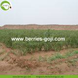 Factory Supply Dried Ningxia Goji thumbnail-3