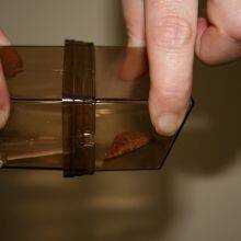 Humane Reusable Plastic Live Capture No Kill Mouse Rat Trap Cage thumbnail-4