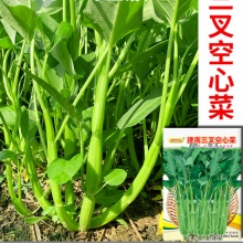6g Buy Hybrid Asian Green Leaf Vegetable Water Spinach Seeds Ipomoea Aquatica Seeds thumbnail-2