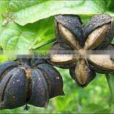 Sacha Inchi Oil thumbnail-1