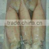 Whole Round Illex Squid thumbnail-2