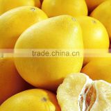 Supplier Export Bulk Fresh Yellow Pomelo For Sale