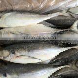 Frozen hardtail scad 4-6pcs/kg