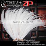 Top Supplier CHINAZP Bulk Sale Good Quality Wonderful Bleached White Long Silver Pheasant Tail Feathers Right thumbnail-1