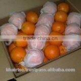 HIGH QUALITY EGYPTIAN ORANGE thumbnail-1