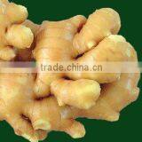 Fresh Yellow Ginger Seller