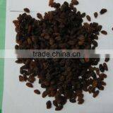 Dried Red Raisin -newcrop thumbnail-1