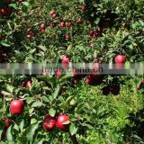 Chinese Fresh New Crop Red Delicious Apple Red Apple Huaniu Apple Apple Price Fresh Apple Fruit thumbnail-6