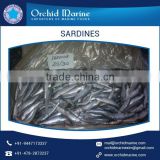 Superior Quality Whole Round Frozen Sardine from Trustworthy Dealer