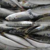 Frozen Mackerel thumbnail-1