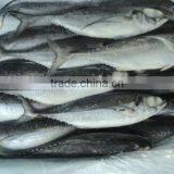 Fresh Frozen Horse Mackerel Fish From Alo Seafood Co., thumbnail-3