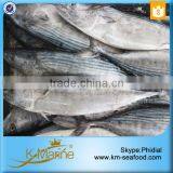 Seafood Fresh Frozen Sarda Fish For Delicious Canned Tuna thumbnail-6
