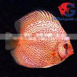 Discus Fish Breeder and Exporter From Thailand thumbnail-1