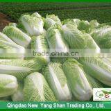 1.5 kg to 2 Kg, 2.5 kg to 3 kg Carton Cabbage Wholesale Sell Like Hot Cakes