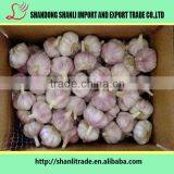 Purely Green Organic White Garlic 5pcsbag thumbnail-4