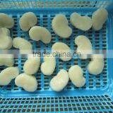 Hot Selling Good Price New Fresh Ligament of Pen Shell thumbnail-1