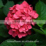 Low Price And High Quality Natural White Hydrangea Hydrangeas For Wedding From Kunming, Yunnan thumbnail-4