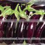 Original Fresh Eggplant Made in Viet Nam- Best Price thumbnail-1