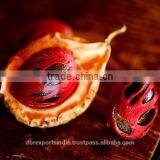 Mace Oil thumbnail-1