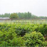 Morus Alba L Seedling thumbnail-4