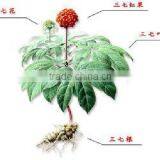 GMP Kosher Natural Panax Notoginseng Root Extract thumbnail-3