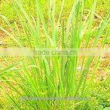 Lemon Grass Oil thumbnail-1