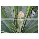 Yucca Plants E.P. thumbnail-1