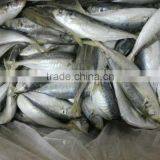 Frozen Frog Leg Horse Mackerel thumbnail-2