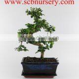 Carmona 20cm Art thumbnail-1