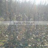 Lagerstroemia Indicadragon and Phoenix and Bottle Shape Trees thumbnail-3