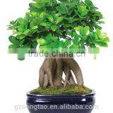 Artificial Bonsai Tree Topiary Gingseng Ficus Bonsai Tree thumbnail-3