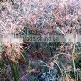 Cyperus Rotundus thumbnail-3