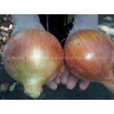 Fresh Onion thumbnail-2