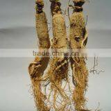 White Ginseng, Jilin Ginseng, Good Quality Panax Ginseng