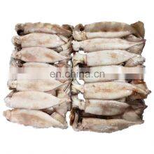 Wholesale Small Size Squid Whole Block Frozen