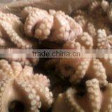 Hihg Quality Octopus Vulgaris From Africa thumbnail-1
