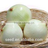 White Beauty No.1 Chinese Hybrid White Onion Seed