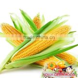 Canned sweet corn to AFRICA ECOWAS EAST AFRICA HIGH QUALITY super sweet NO GMO TAIWAN yellow corn raw material